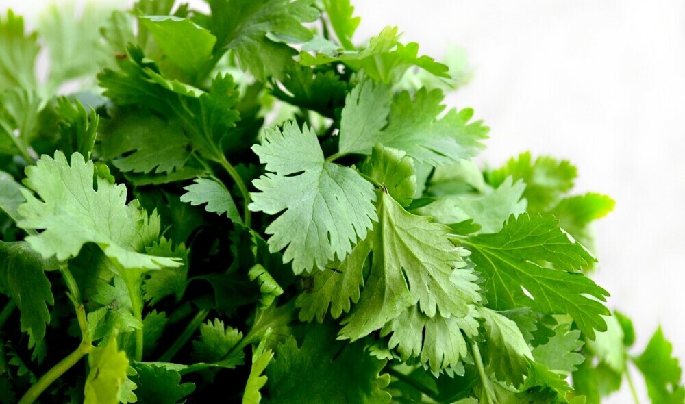 coriander plant herbs spices list