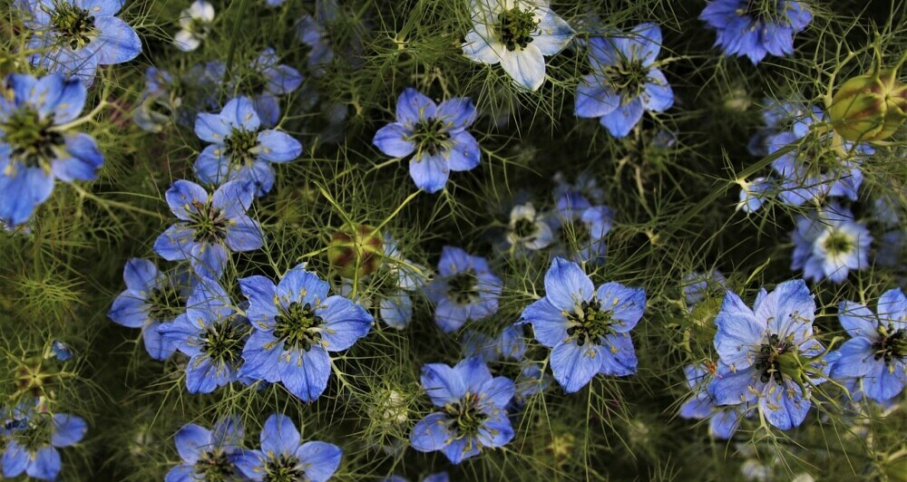 Cumin plant herbs spices list