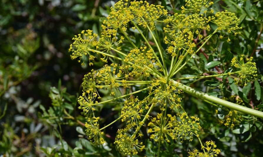 fennel seeds herbs spices list