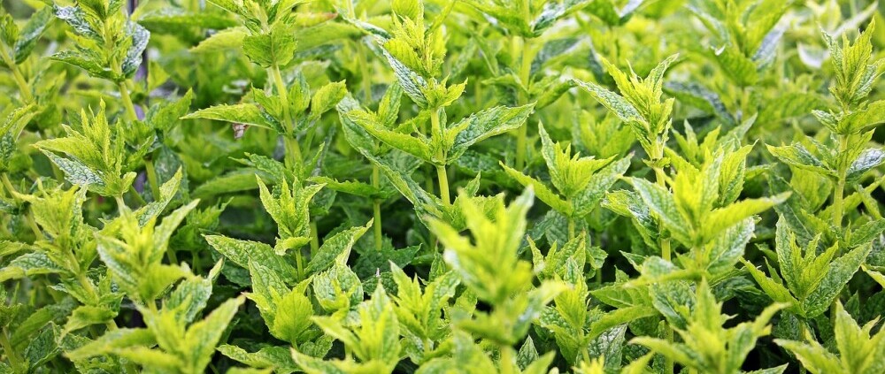 Mint plant herbs spices list