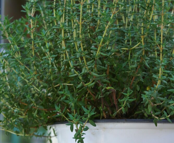 thyme plant herbs spices list