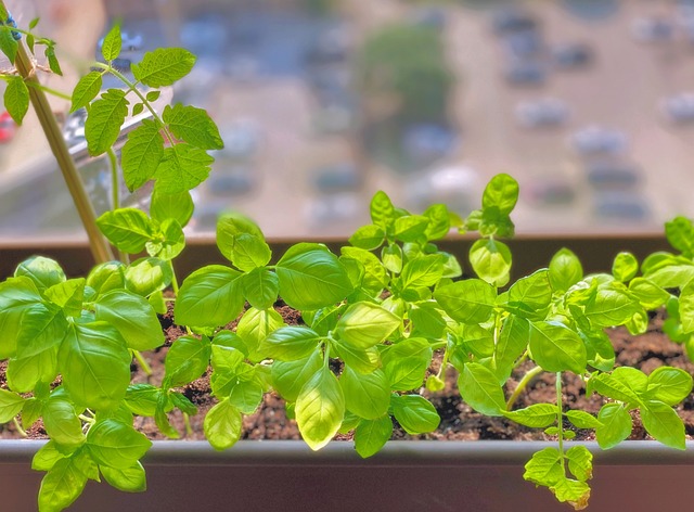 the best herbs to grow indoors year round