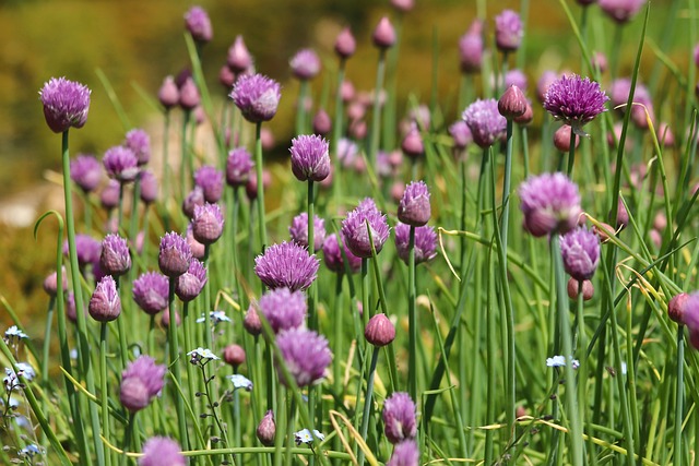 best herbs to grow indoors all year round