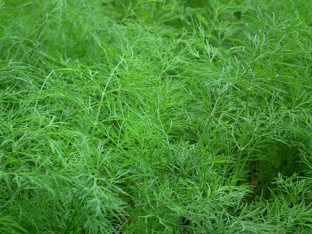 when to add fresh herbs to cooking