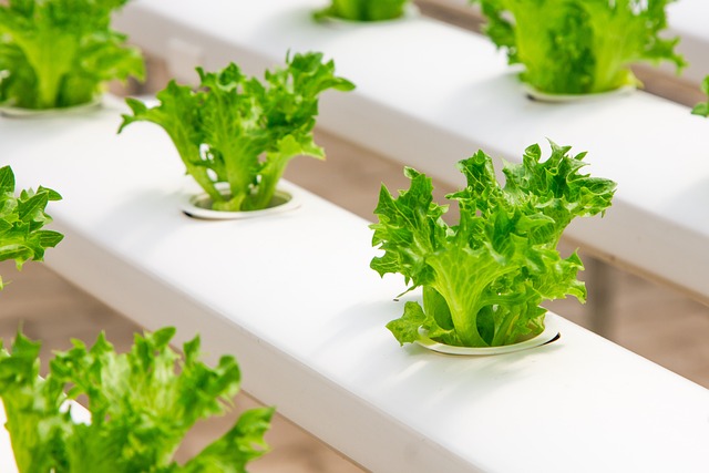 The Best Hydroponics System For Growing Herbs