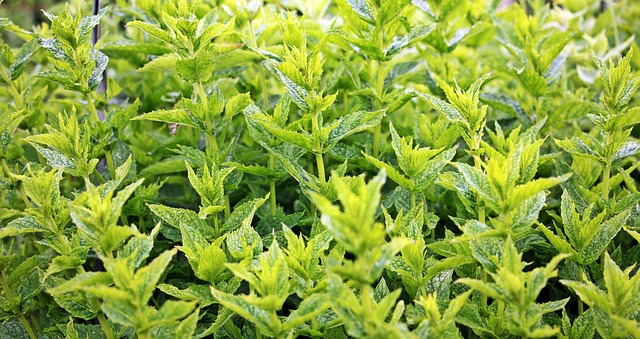 Best Herbs to grow indoors year round