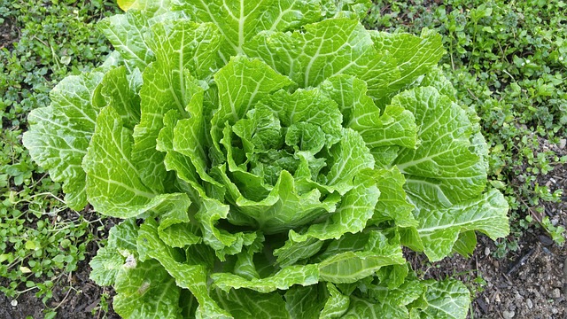 What Are The Best Vegetables To Grow At Home