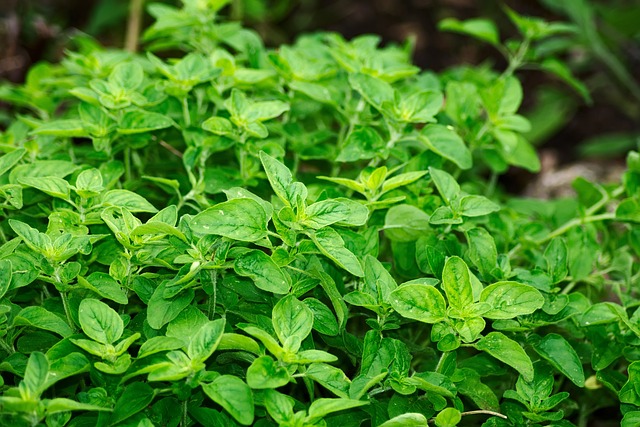 Best Herbs to grow indoors year round