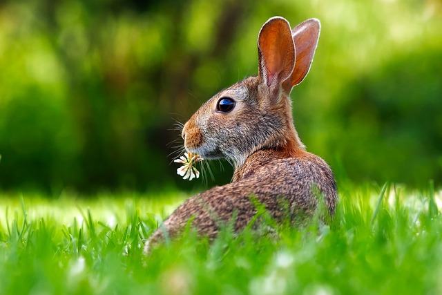 How to keep rabbits out of the vegetable garden