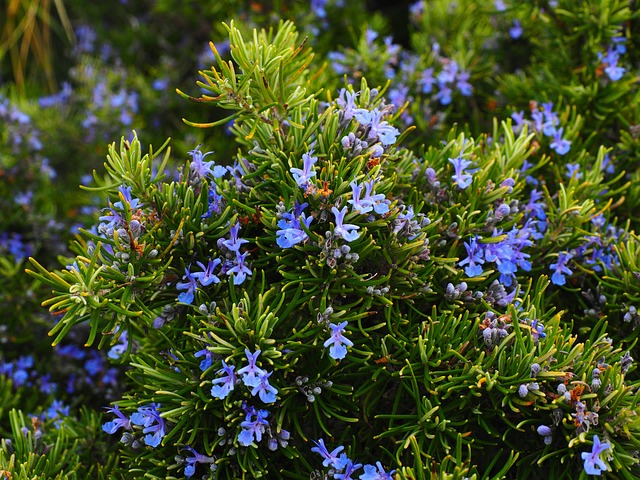 when to add fresh herbs to cooking