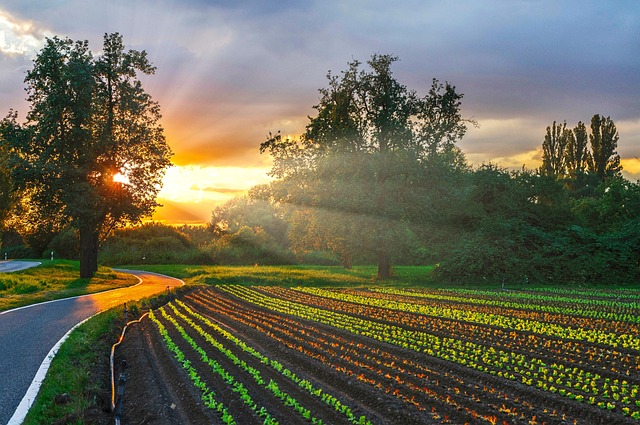 How to keep rabbits out of your vegetable garden
