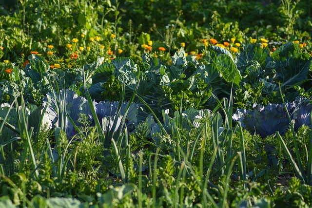 The Best Organic Fertilizer For Vegetables