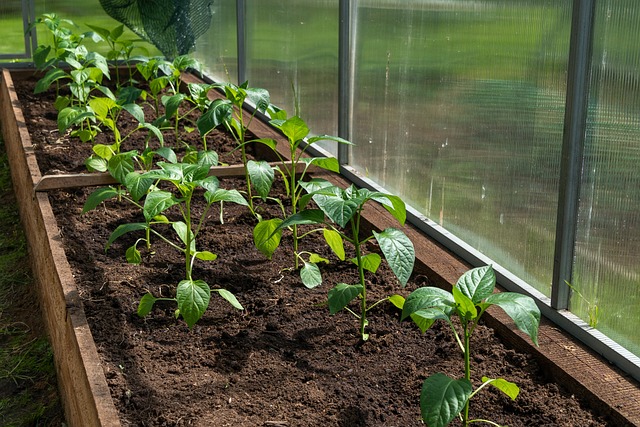 How To Set Up A Small Greenhouse