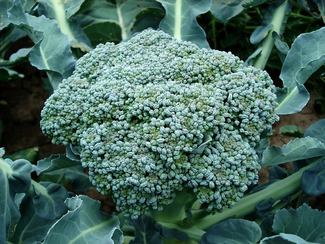 The Best Way To Grow Broccoli