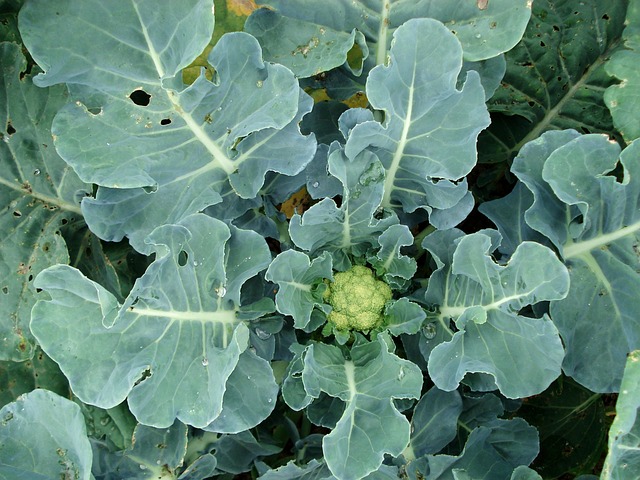 what is the best way to grow cauliflower
