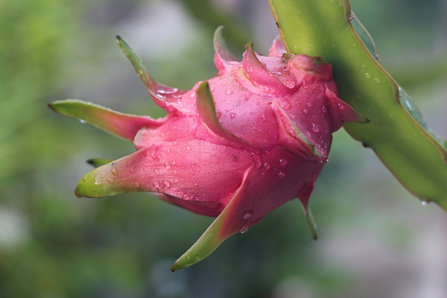 What Is The Best Way To Grow Dragon Fruit