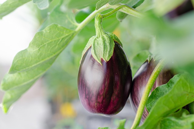 the best way to grow egg plant